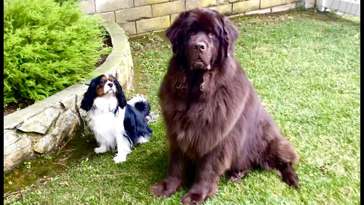 Newfie And Cavalier Have Cutest Training Session