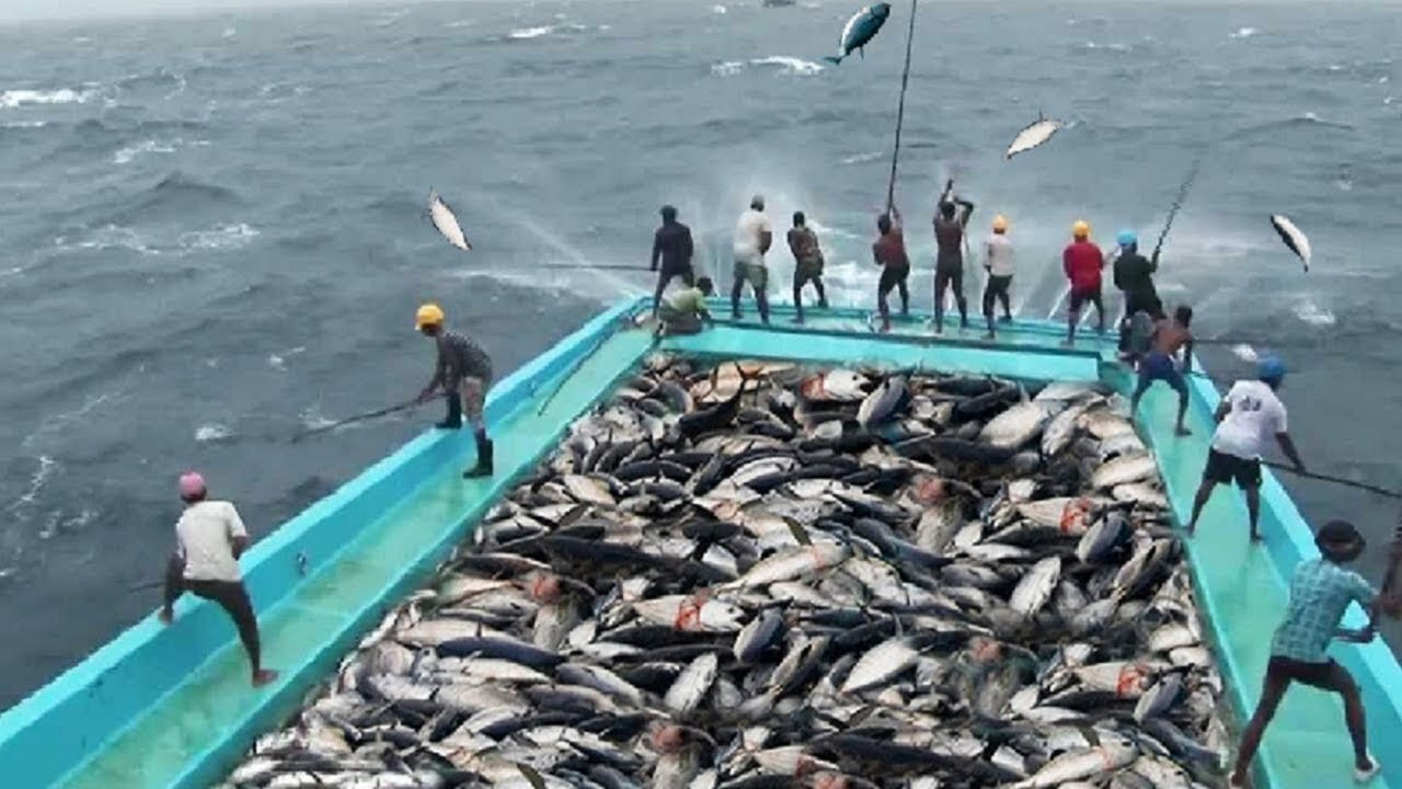 Amazing fishing 🎣