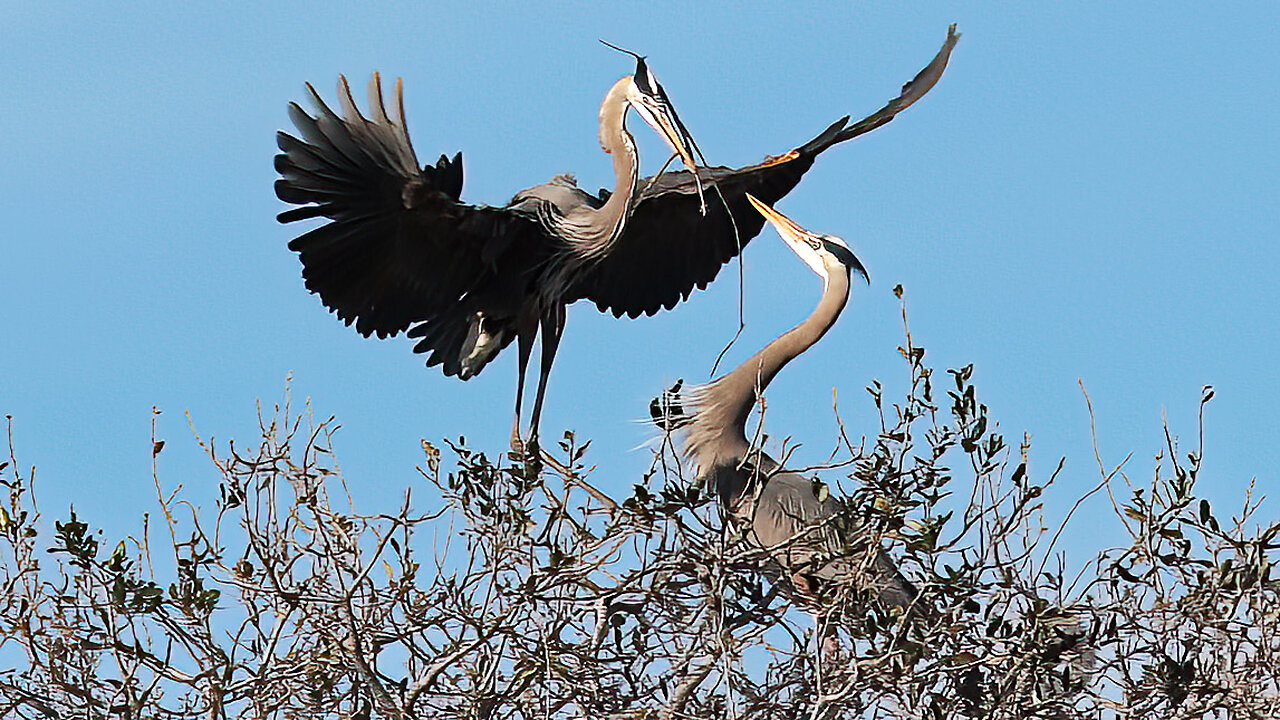 Great Blue Herons Building Thier Nest