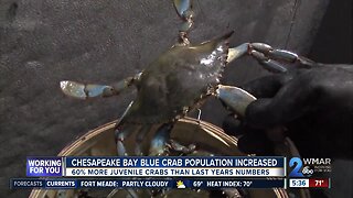 Chesapeake Bay Blue Crab population increased