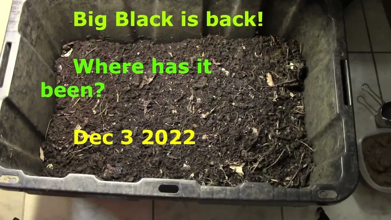 Big Black Dec 3 2022