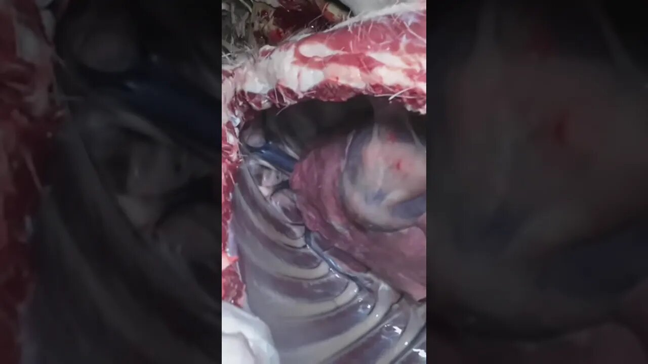 How To Gut A Deer Part 7! Daily Dose Of Hunting ep.50 #shorts #youtubeshorts #hunting #deer