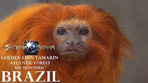 🌎 Golden lion tamarin (Leontopithecus Rosalia) Atlantic Forest Rio de Janeiro, Brazil |2021