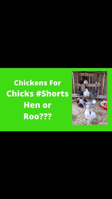 Nap Time, Let's Play Hen Or Rooster #Shorts