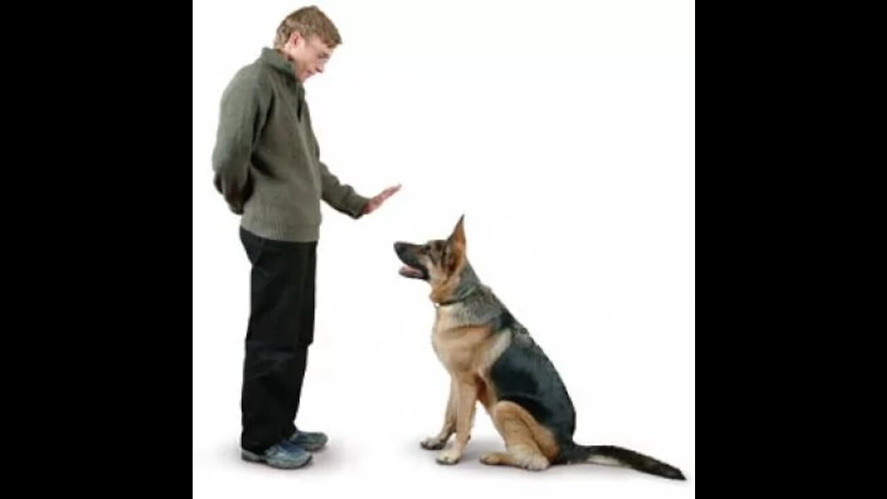 How to teach your dog to guard things and people