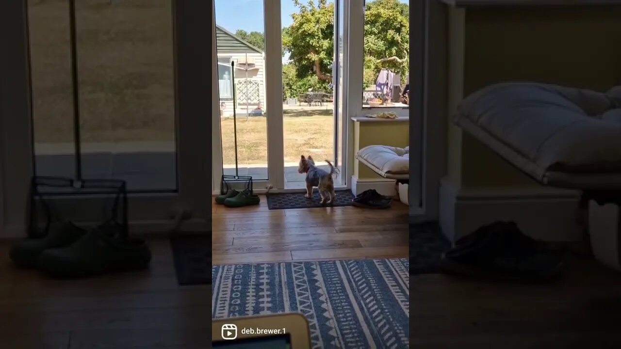 Happy doggy tail! 😍