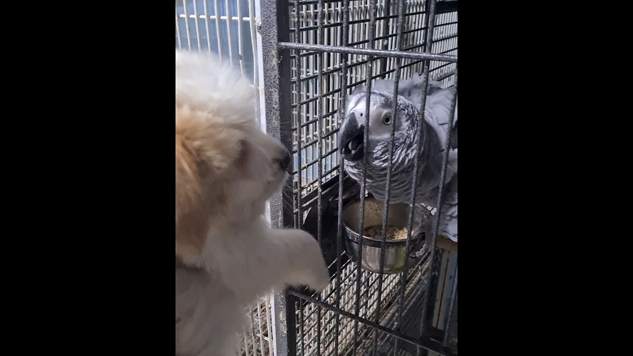 Puppy Vs Grey Parrot