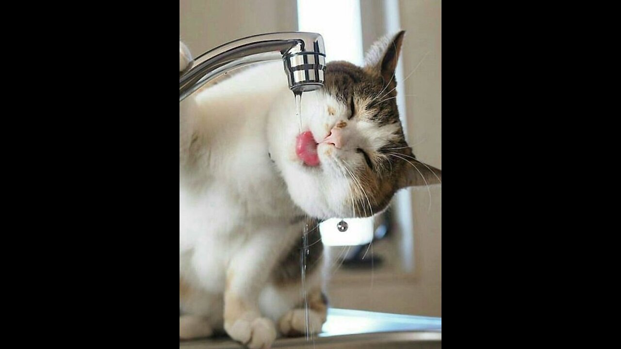 Cute Cat Drinks Water, Looking So Funny !