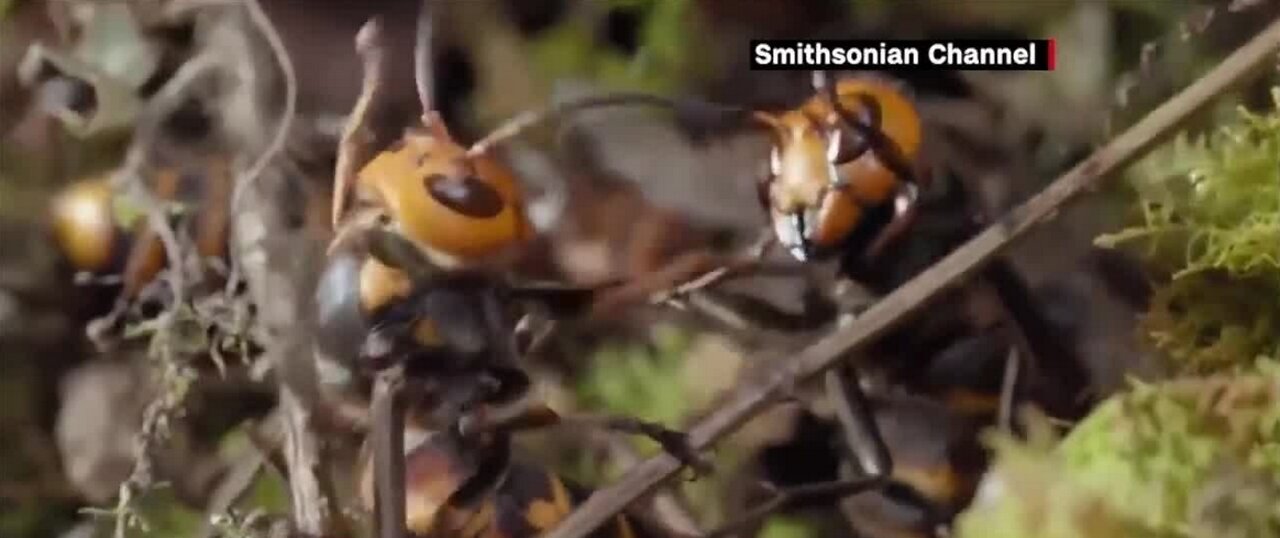 Entomologists say threat of giant hornets is low