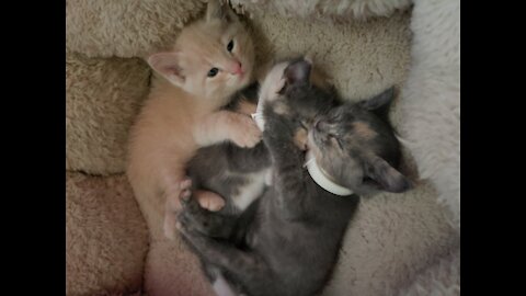 Kitties love clean clothes