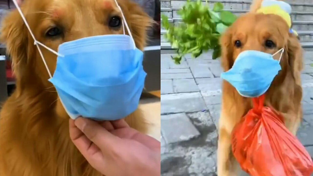 Beautiful Idea Dog carrying Vegetables But Super