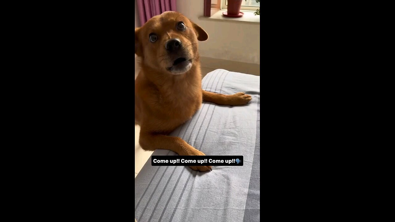 Snitching on my pet dog Xiao Pang, Part 16.