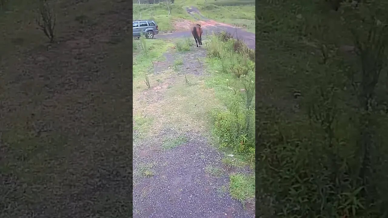 Farm Cam. Brumby watch