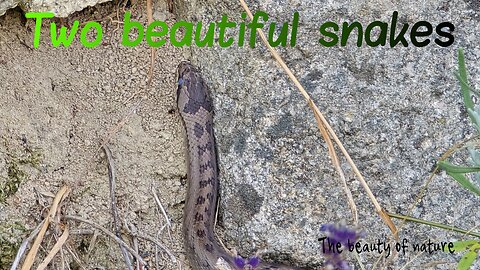 Two beautiful snakes in nature / beautiful snakes / two short videos edited together.