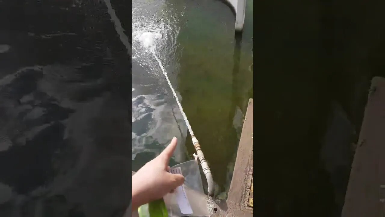 EU ACORDANDO DE MANHA #shorts