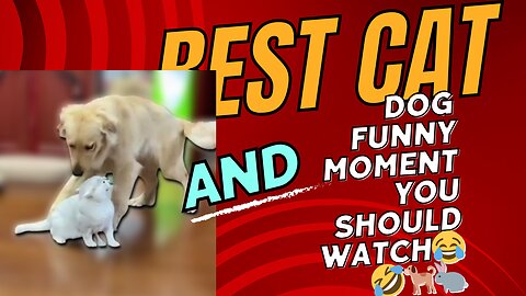 Unleash the Comedy: Funny Dog & Cat Videos!