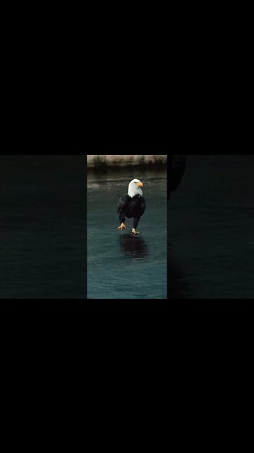 When the owner of the sky descends to the ground 🦅 #shorts #foryou #viral #foryoupage