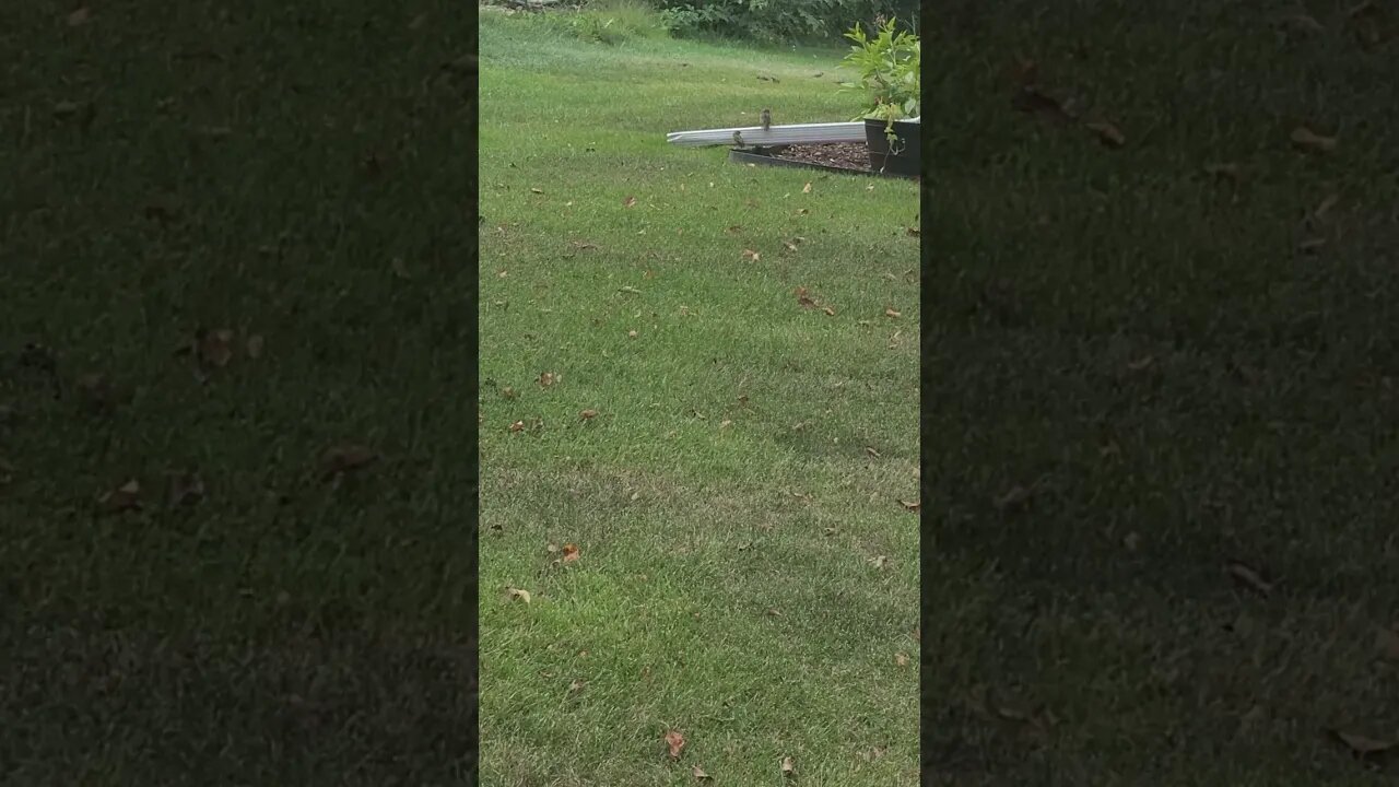 bird on pipe #shorts