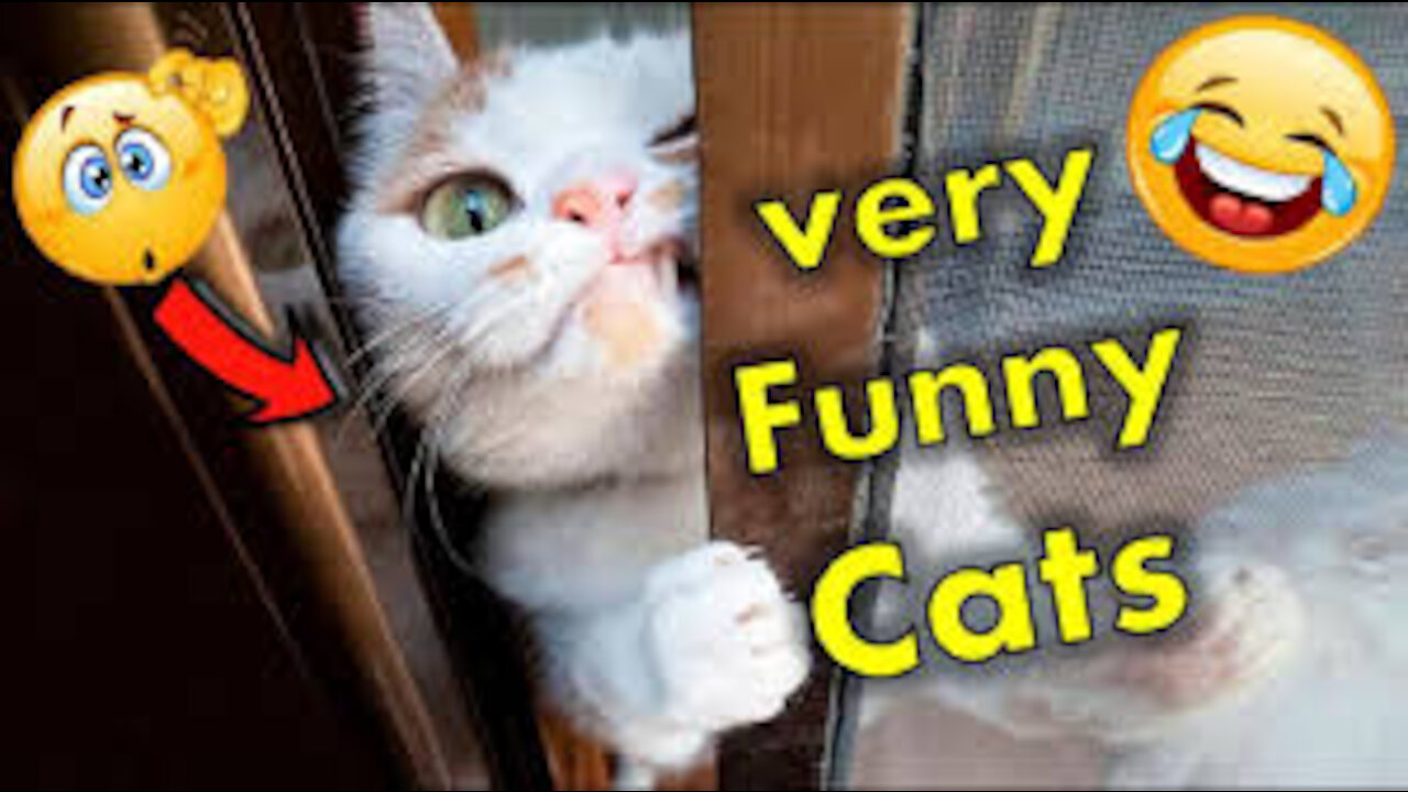 Funny and Cute Pets Clips #1