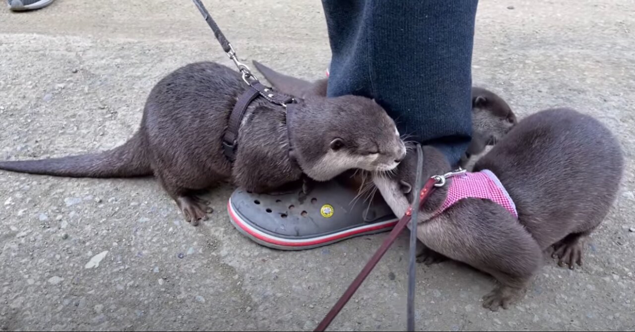 Pampered Otter Crying Like a Baby at Camp