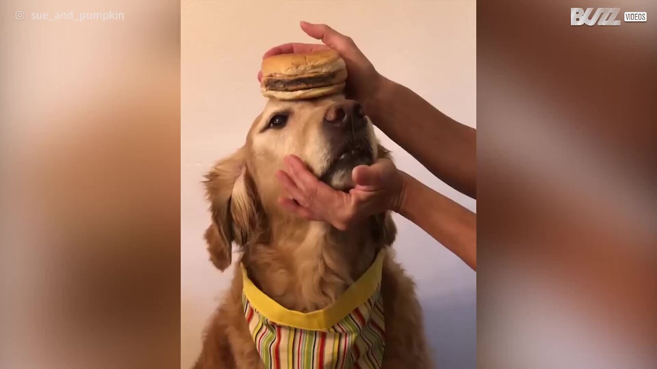 Pumpkin, la talentuosa cagnolina equilibrista