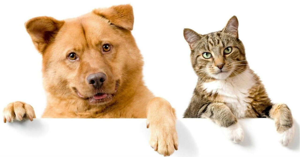 Dog and cats funny