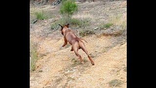 Big Dog Exercising Mad Easy