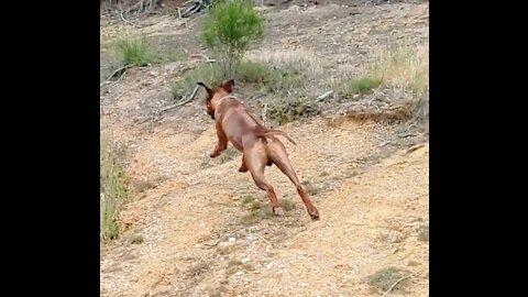 Big Dog Exercising Mad Easy