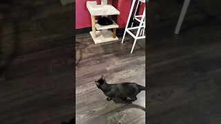 😻 Playful Cat 😻 #shorts