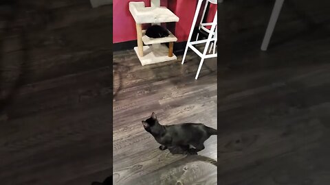 😻 Playful Cat 😻 #shorts