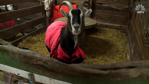 Goats In Coats: Keeping Farm Animals Warm