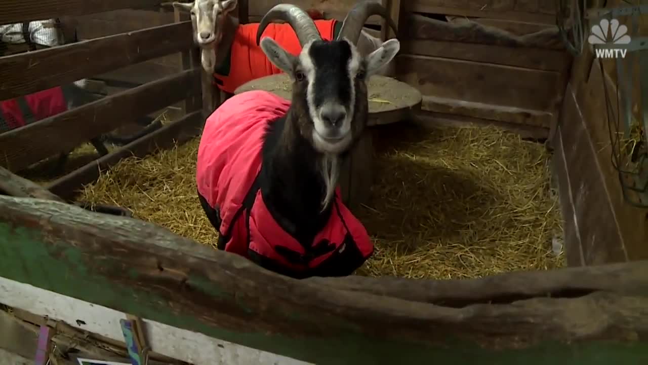 Goats In Coats: Keeping Farm Animals Warm