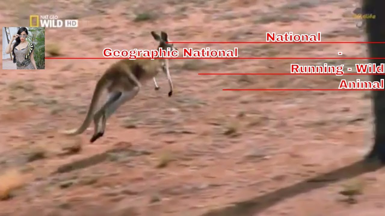 National Geographic National Fastest Animals Running Wildlife Animal YouTube