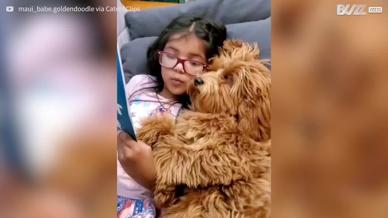 Voyez l'effet qu'a une berceuse sur ce chien