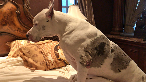 Huge Great Danes easily take over king-sized bed