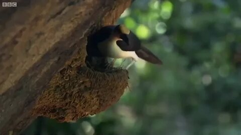 BBC Earth 50 Top Natural History Moments 50 41