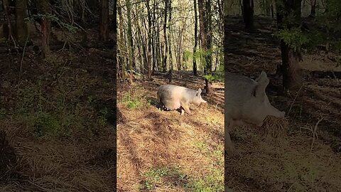 Pig Gathering Hay to Build a Piglet Nest @UncleTimsFarm #kärnəvór #carnivore #shorts #pigtalk