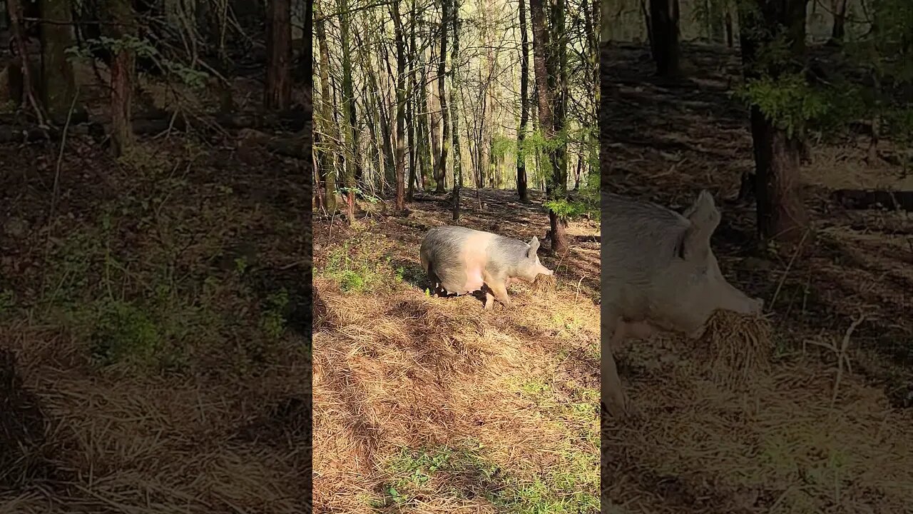 Pig Gathering Hay to Build a Piglet Nest @UncleTimsFarm #kärnəvór #carnivore #shorts #pigtalk