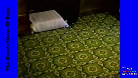 The Dorn's Home of Dogs (1993)