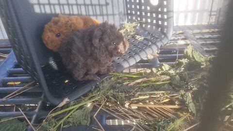 Sunbathing 1.5 day old Guinea Pigs Dark chocolate & gold chocolate Lunkarya cavias pasgeboren babies