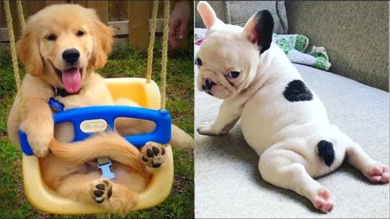 CUTE PUPPIES ACTING SILLY