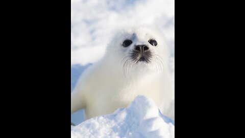 Baby Harp Seal tasting snow