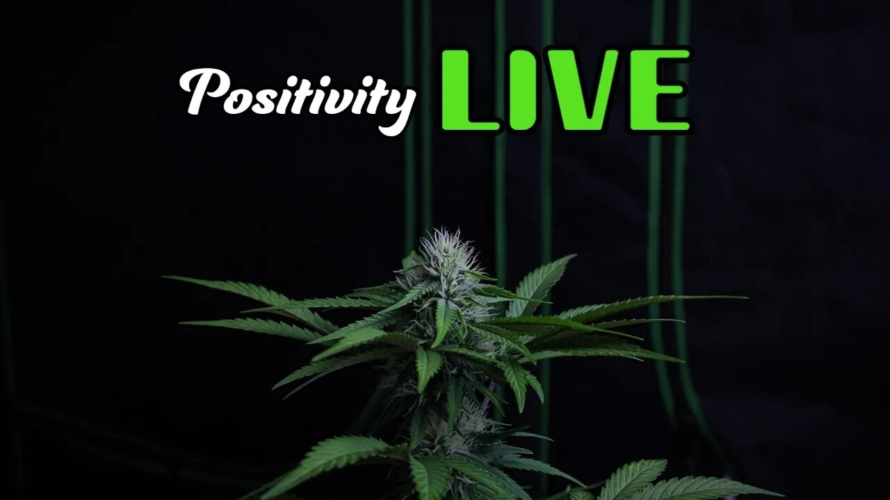 Positivity LIVE - AUA (Ask Us Anything) Q&A