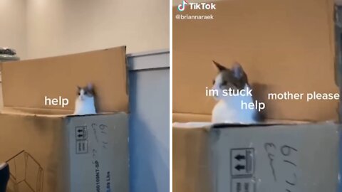 Cat Meme | Funny Cats And Cute Kittens 49