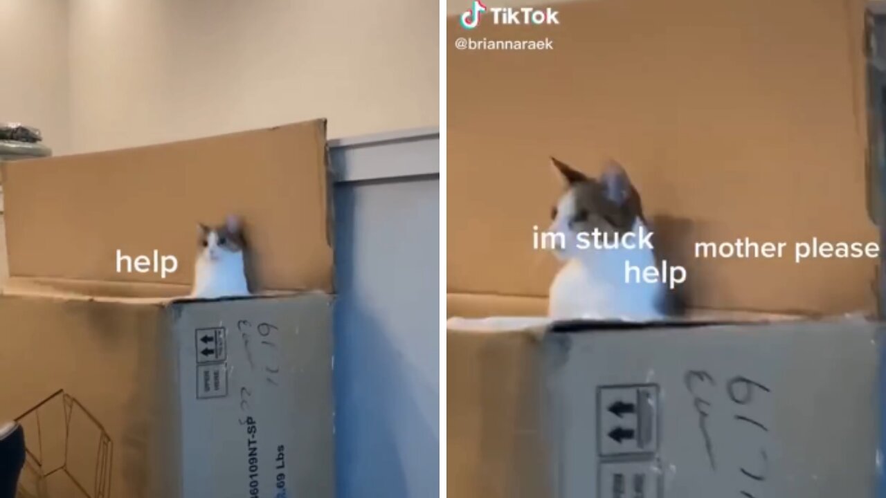 Cat Meme | Funny Cats And Cute Kittens 49