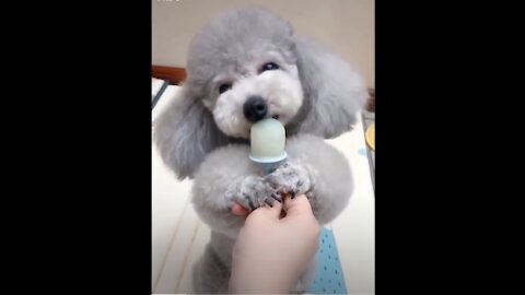 💗Aww - Funny and Cute Dog and Cat Compilation 2020💗