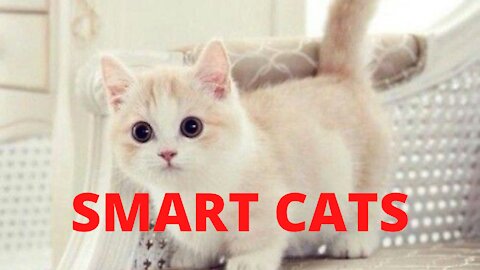 Beloved Cats Smart Cats Playful Cats