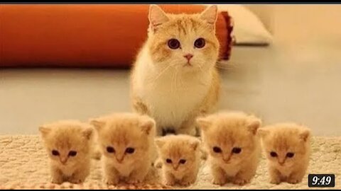 Top funny cats video of the weekly- cat pets- try to not laugh.
