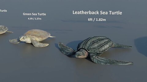 Turtles Size Comparison 3d Animation Comparison Real Scale Comparison of Turtle