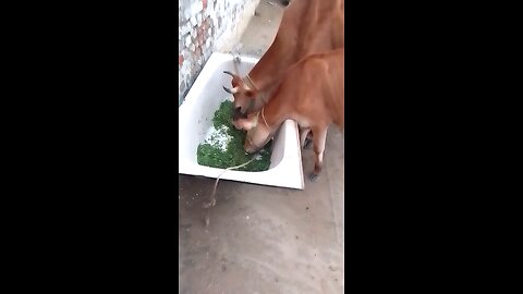 hangry cow 🐄